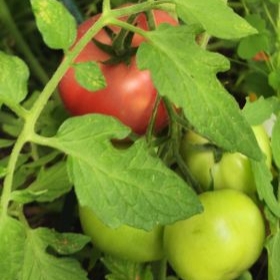TomateNr2geerntet 2026-07-04 16.54.